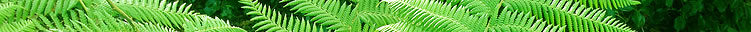 NLP coaching